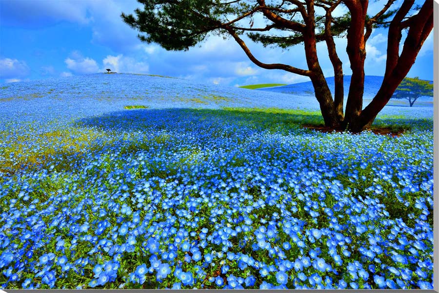 【値下げ】 茨城 楽天市場】風景写真パネル ひたち海浜公園 花 ネモフィラ 絵画