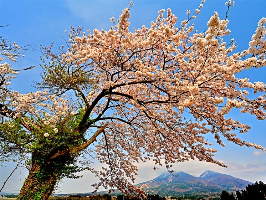風景写真パネル 福島 猪苗代町 磐梯山と桜 14 インテリア アートパネル ウォールデコ ディスプレイ パネル 写真 山 花 ボタニカル 壁飾り 壁掛け 額要らず 模様替え 雰囲気作り 風水 玄関 リビング オフィス ロビー 玄関 FUK-BDS-14-P30