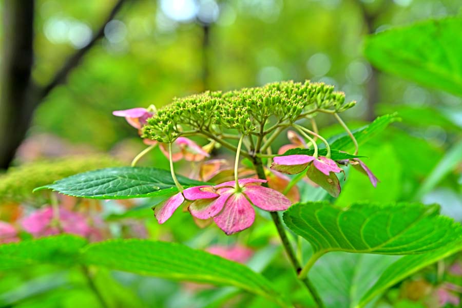 風景写真パネル 福島 花見山 秋の紫陽花 02 アジサイ ボタニカル ウォールデコ アートパネル グラフィックアート インテリア 壁飾り 壁掛け 額要らず 模様替え 雰囲気作り リフォーム 新築 お祝い ギフト プレゼント Hn Hnm 02 M12 Afyasacco Com