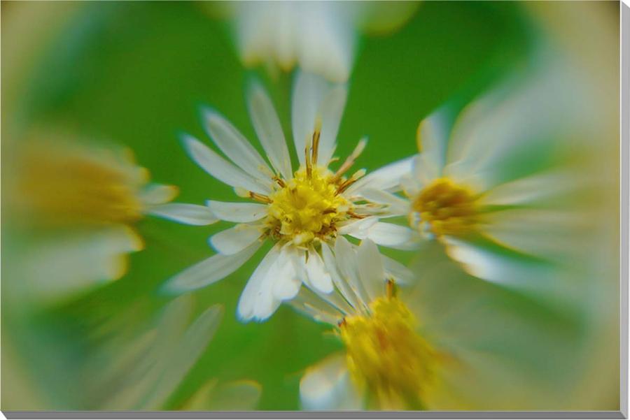 風景写真パネル サワシロギク ボタニカル インテリア アートパネル パネル 写真 グラフィック ウォールデコ 壁掛け 壁飾り 額要らず 模様替え 雰囲気作り 風水 オシャレ 癒やし リビング ダイニング オフィス 玄関 HN-45-M10|写真パネルのあぁとすぺーすつくば