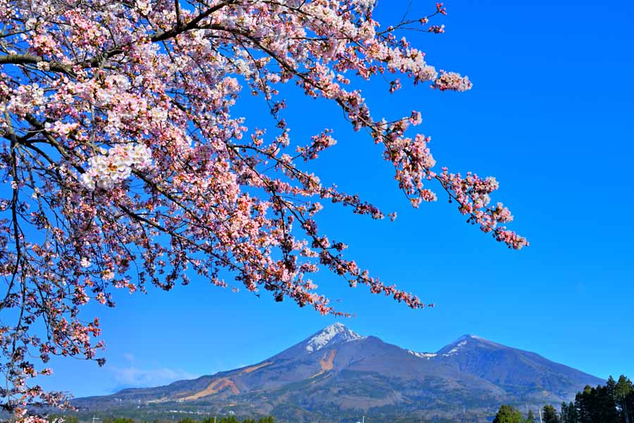 風景写真絵パネル 福島 猪苗代里 川桁の桜 02 プレゼント ギフト お祝い 結婚 新築 誕生日 記念日 年祝い Fuk Kkngss 02 M インテリア 壁掛け 壁飾り 装飾品替え 雰囲気作り リビング ダイニング オフィス 玄関 Absacanada Com