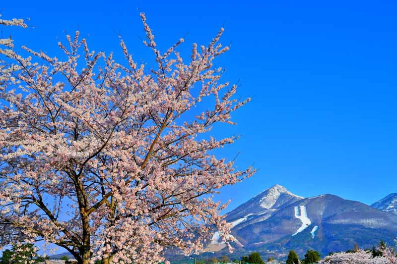 風景写真パネル 福島 猪苗代町運動公園の桜と磐梯山 08 ボタニカル グラフィック アート インテリア ウォールデコ 癒やし オシャレ モダン FUK-INSP-08-M25｜写真パネルのあぁとすぺーすつくば