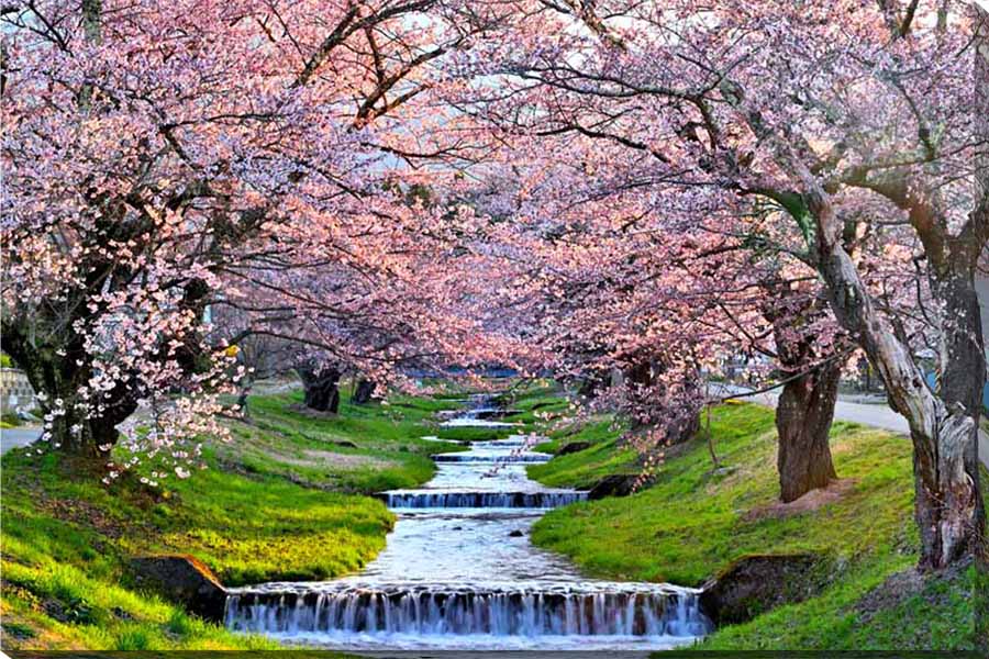 楽天市場】風景写真ポスター 福島 猪苗代町 川桁 観音寺川の桜と朝日