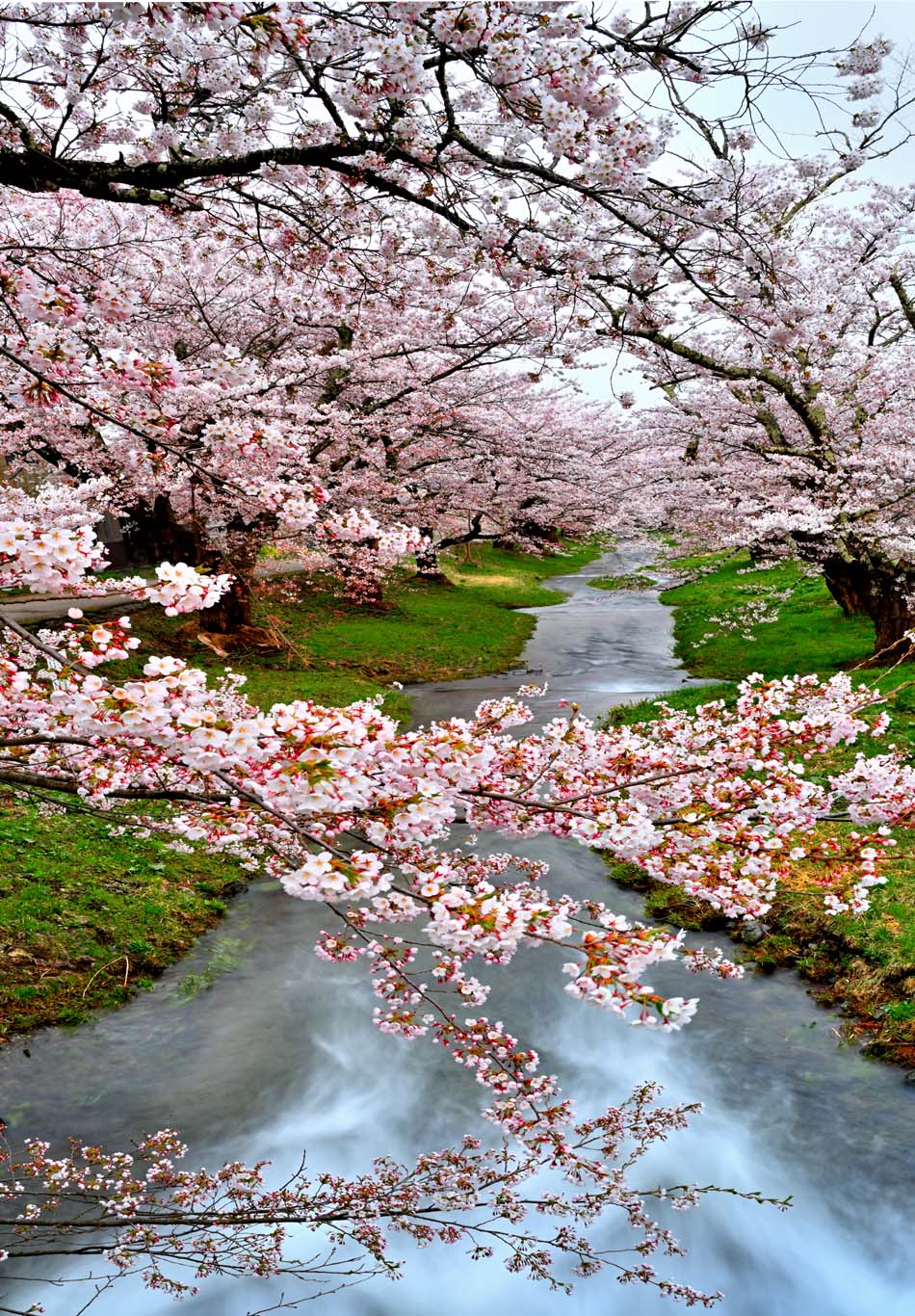 楽天市場】風景写真パネル 福島 猪苗代町 しだれ桜と太陽〈白津（しろ