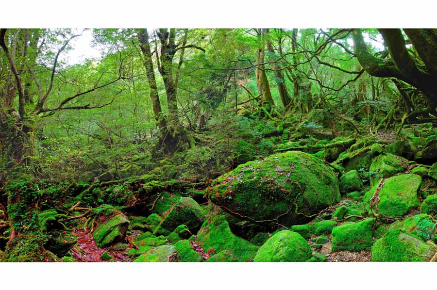 楽天市場】世界自然遺産 屋久島 もののけ姫の森 02 白谷雲水峡 4