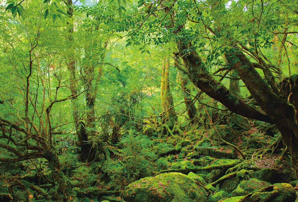 風景画「屋久杉の森」アクリル画　B3 額なし 屋久島の風景 屋久島, 鹿児島県 ・ Bing日替わり壁紙 ・ 無料ダウンロード