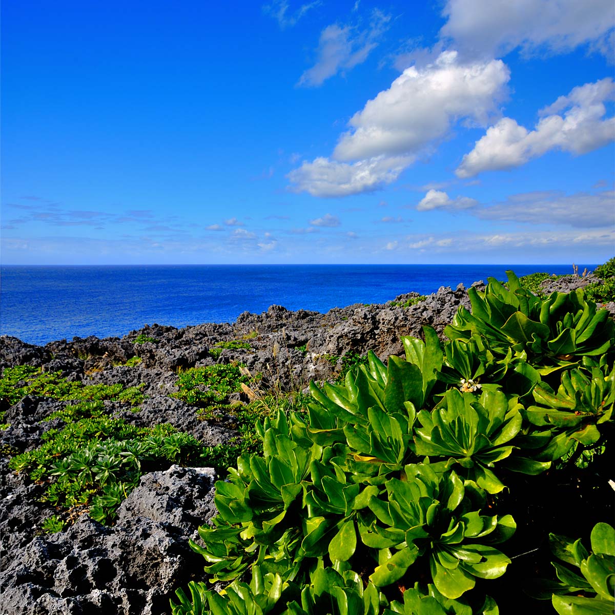 風景写真ポスター 沖縄 北大東島の海とクサトベラ01 Psdaito 12 グラフィック アート ウォールデコ インテリア プレゼント ギフト お祝い 記念品 賞品 この一枚で 旅気分を 南の島の雰囲気を味わってください 祝杯をあげる 北大東島の海とクサトベラ0