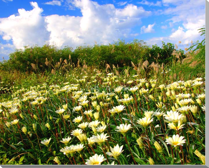 風景写真ポスター 沖縄 北大東島 ガザニアの花 psdaito-19 ボタニカル インテリア グラフィック アート 壁掛け 壁飾り 模様替え 雰囲気作り