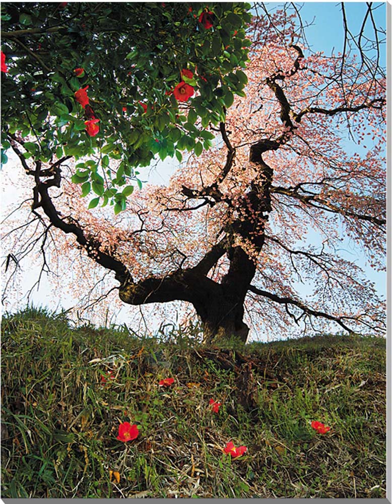 和風フレーム 狩野永徳「桜と孔雀」絵画 インテリア 壁掛け アート ポスター 日本画 和風フレーム 狩野永徳「桜と孔雀」5Lサイズ 絵画 壁掛け