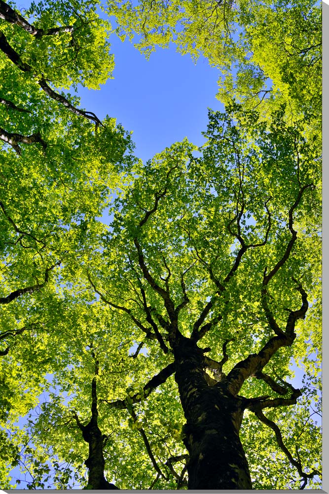 ソース画像を表示