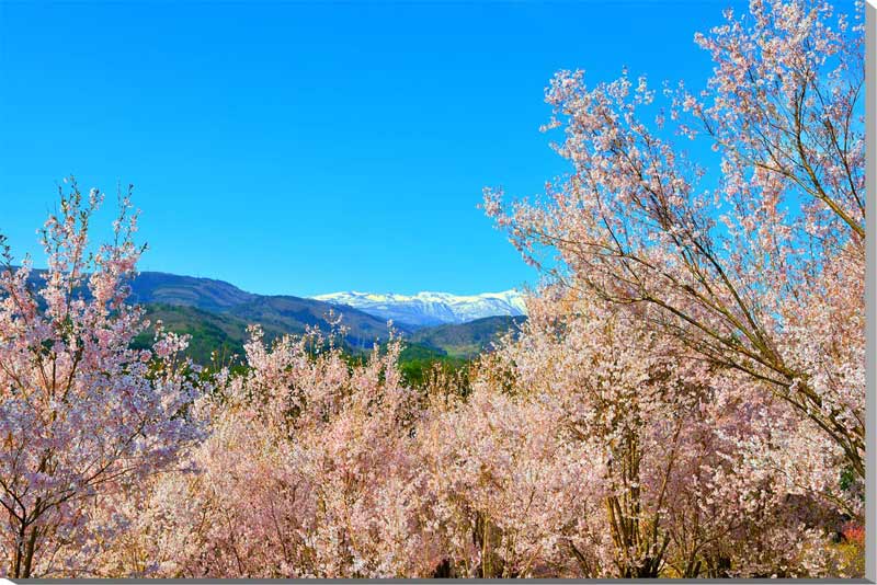 楽天市場】風景写真パネル 茨城 土浦 真鍋小学校 桜 ボタニカル 楽天市場】風景写真パネル 茨城 土浦 真鍋小学校 桜 ボタニカル