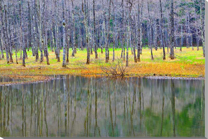 楽天市場】風景写真パネル 福島 土湯 仁田沼 （にだぬま） 水芭蕉