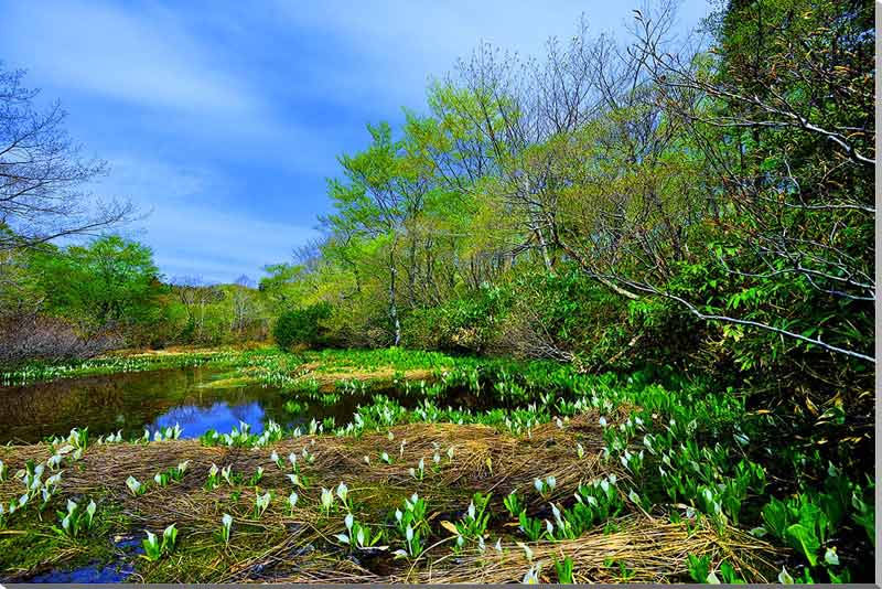 楽天市場】風景写真パネル 福島 土湯峠湿原遊歩道 水芭蕉 側面画像有