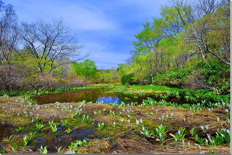 楽天市場】風景写真パネル 福島 土湯峠湿原遊歩道 水芭蕉 側面画像有