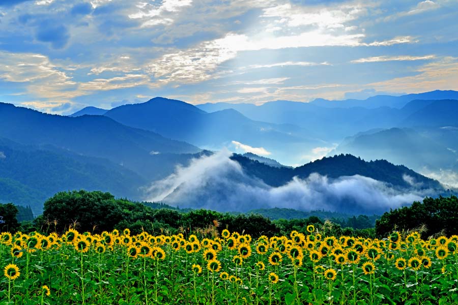 楽天市場】風景写真パネル 福島 土湯 仁田沼 （にだぬま） 水芭蕉