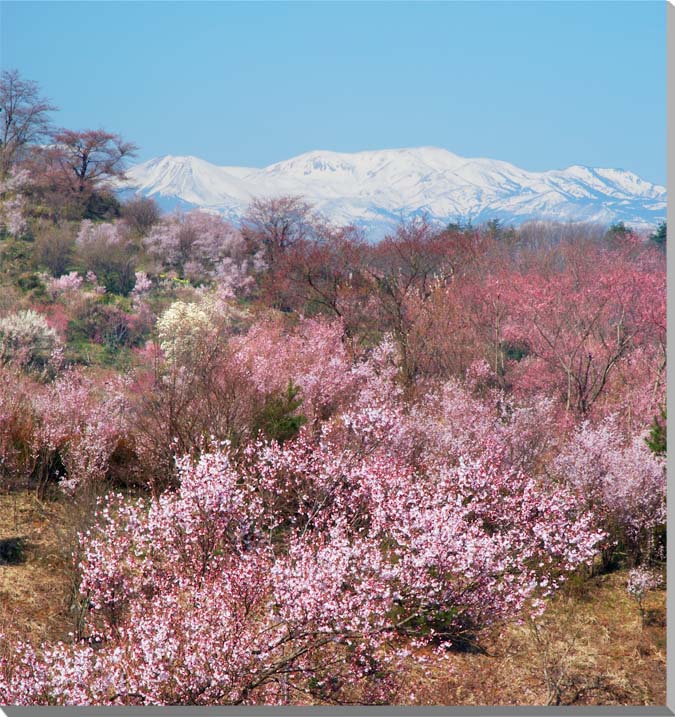 楽天市場】風景写真パネル 茨城 土浦 真鍋小学校 桜 春 景色 楽天市場】風景写真パネル 茨城 土浦 真鍋小学校 桜 春 景色
