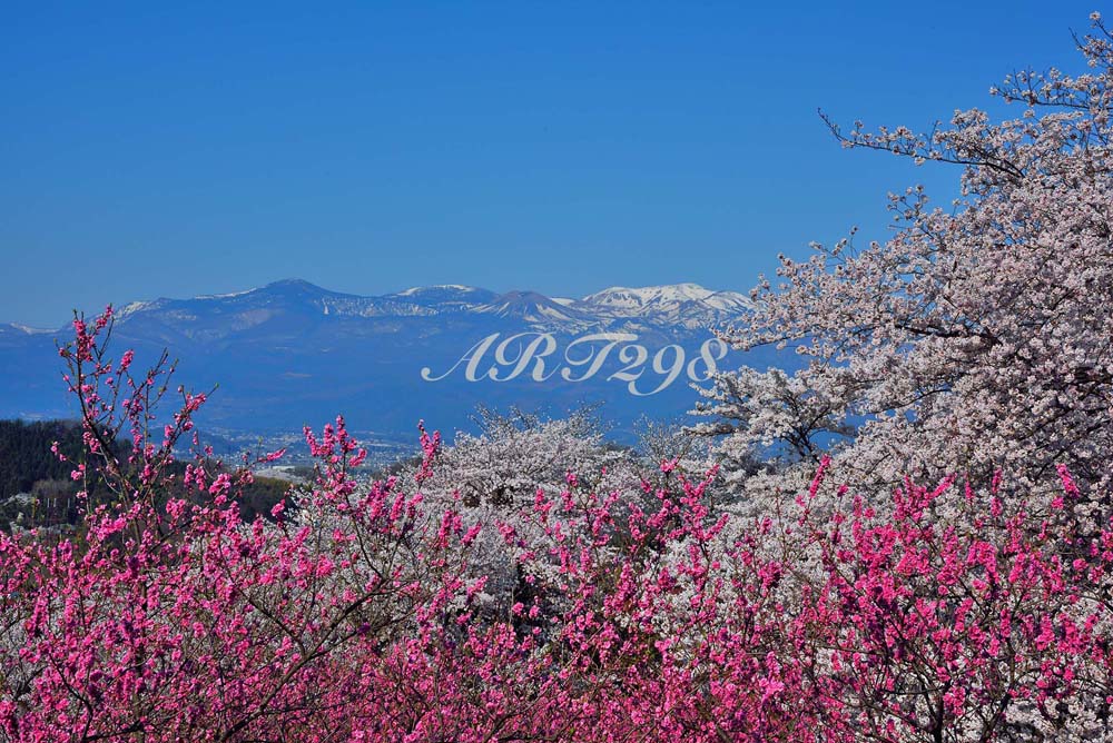 楽天市場】風景写真パネル 福島 猪苗代町 しだれ桜と太陽〈白津（しろ