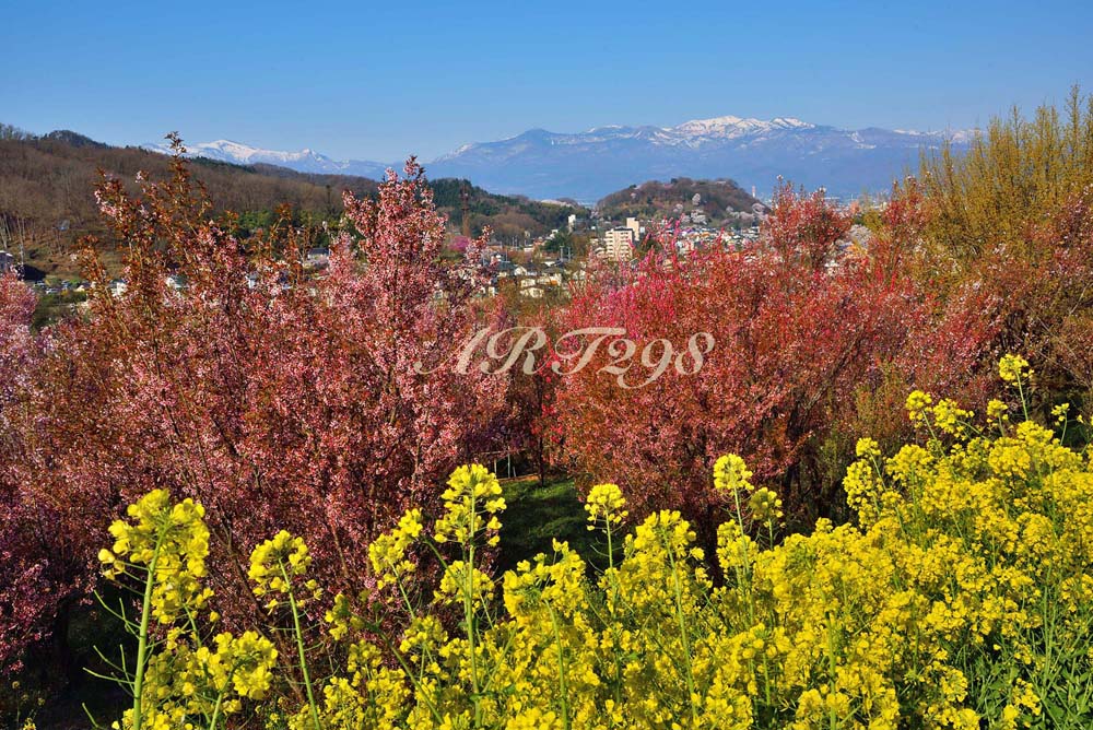 楽天市場】風景写真パネル 福島 猪苗代 川桁地区の桜 01 側面画像あり