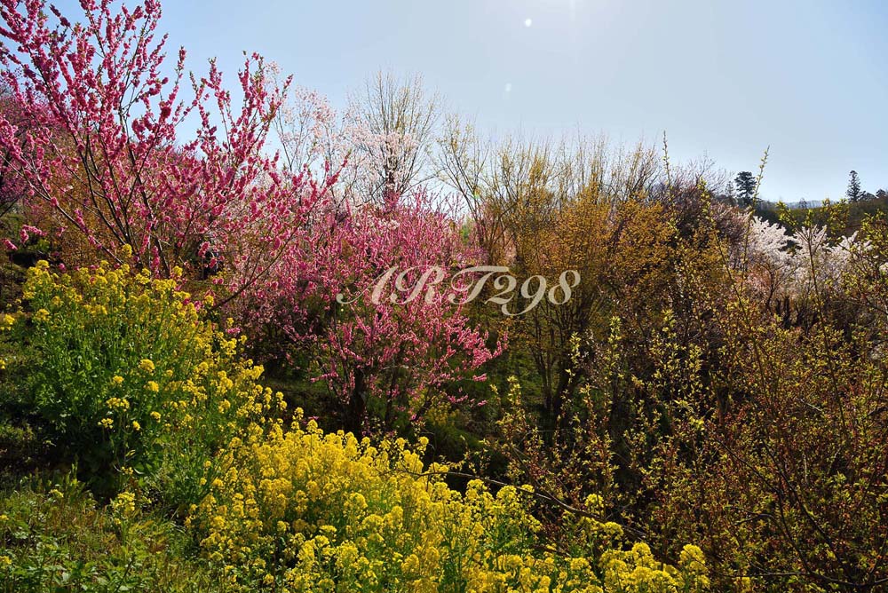 楽天市場】風景写真パネル 福島 桃源郷 花見山 桜 ボタニカル さくら