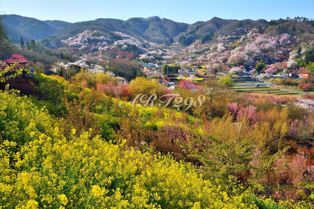 楽天市場】風景写真パネル 福島 桃源郷 花見山 桜 ボタニカル さくら