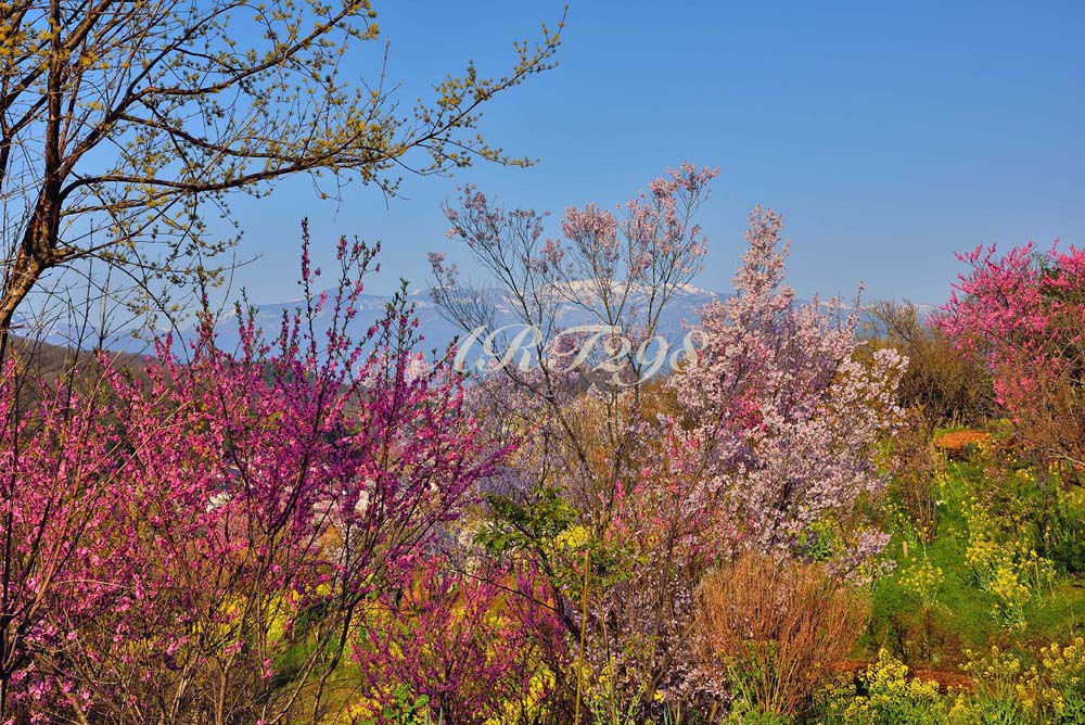 楽天市場】風景写真パネル 福島 桃源郷 花見山 桜 ボタニカル さくら