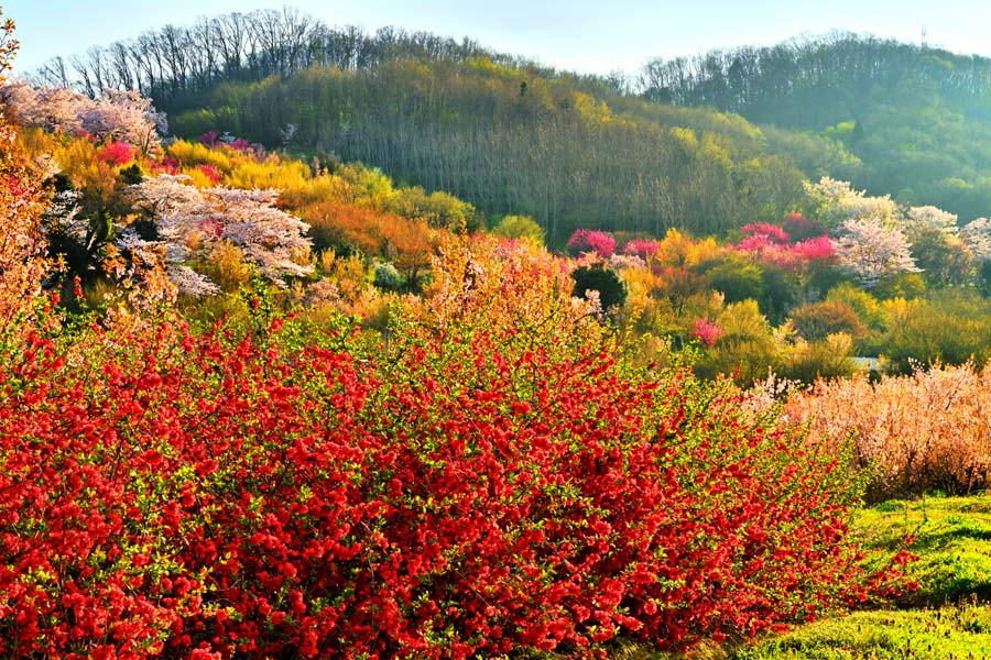 楽天市場】風景写真パネル 福島 猪苗代町 しだれ桜と太陽〈白津（しろ