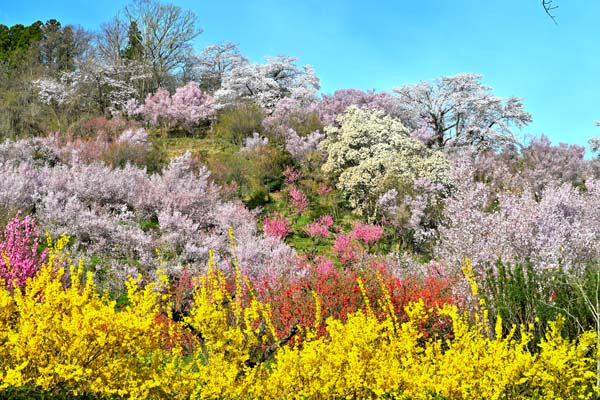 楽天市場】風景写真パネル 福島 猪苗代町 しだれ桜と太陽〈白津（しろ