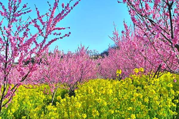 楽天市場】風景写真パネル 福島 猪苗代町 しだれ桜と太陽〈白津（しろ