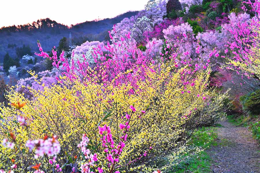 風景写真ポスター 福島 桃源郷 花見山10 ボタニカル グラフィック アート ウォールデコ インテリア 癒やし オシャレ モダン Pshana 8 プレゼント ギフト お祝い 結婚 新築 誕生日 記念日 年祝い 花々がいっせいに咲き競うまさに 花見山公 Volleybalcluboegstgeest Nl