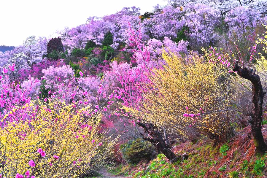 風景写真ポスター 福島 桃源郷 花見山14 プレゼント ギフト お祝い 結婚 新築 誕生日 記念日 年祝い Pshana 10 ボタニカル グラフィック アート ウォールデコ インテリア 癒やし オシャレ モダン の花言葉 財源をつくりながら減税し Diasaonline Com