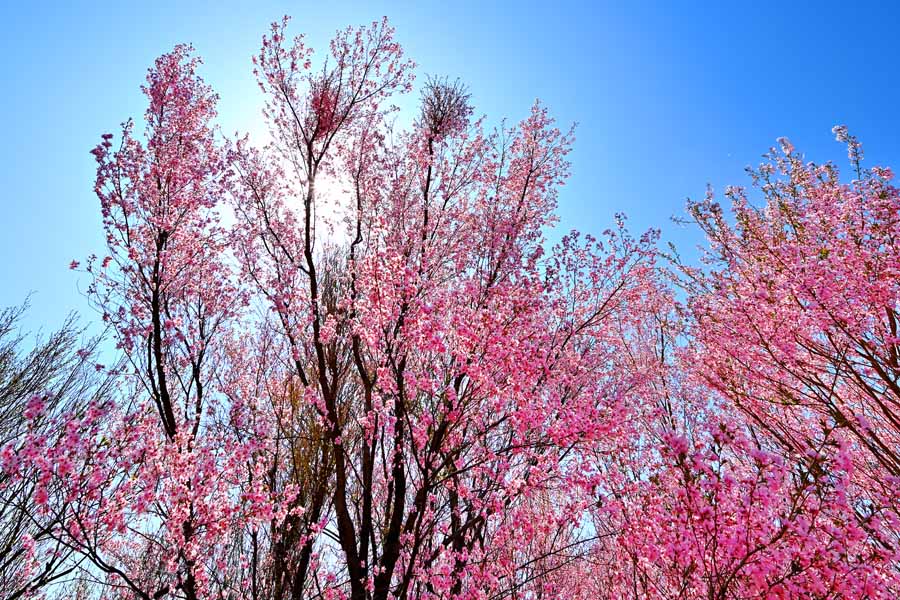 風景写真ポスター 福島 平田の桜と太陽 インテリア 壁掛け 壁飾り 模様替え 雰囲気作り リビング ダイニング オフィス 玄関 Pashana 18 ボタニカル グラフィック アート ウォールデコ 癒やし オシャレ モダン 当店より訂正金額を記載したメールを送付さ