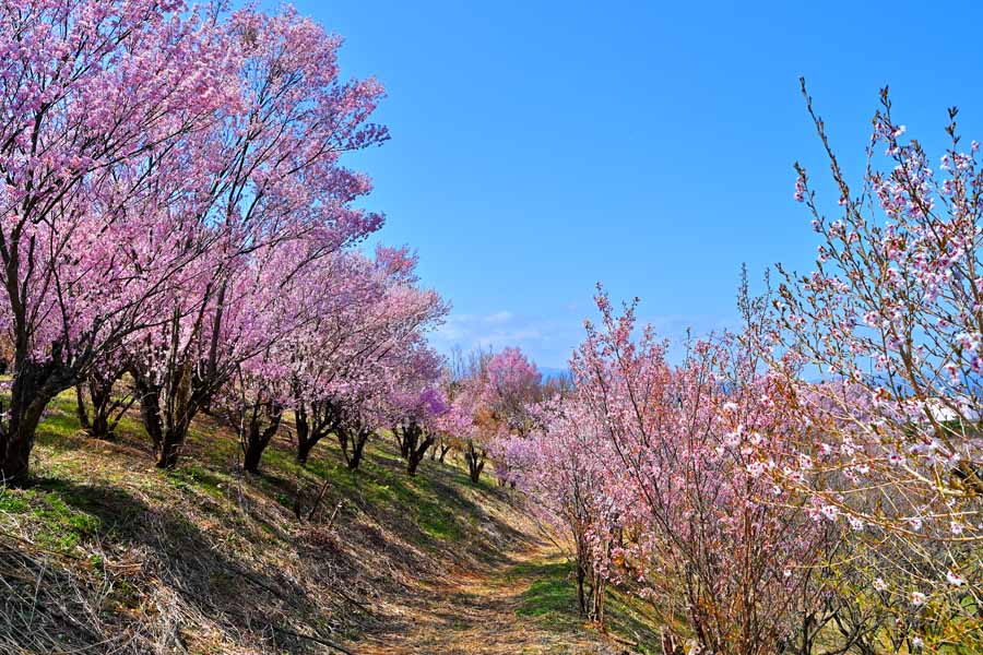 風景写真ポスター 福島 平田 花木畑の桜03 インテリア ボタニカル グラフィック アート ウォールデコ 癒やし オシャレ モダン Pashana 16 プレゼント ギフト お祝い 結婚 新築 誕生日 記念日 年祝い サイズ変更の場合注文の際にその他のご要望 Volleybalcluboegstgeest Nl