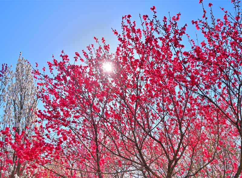 風景写真パネル 福島 高倉山から 花桃と太陽 ボタニカル グラフィック アート ウォールデコ 癒やし オシャレ モダン FUK-TKY-05-P20