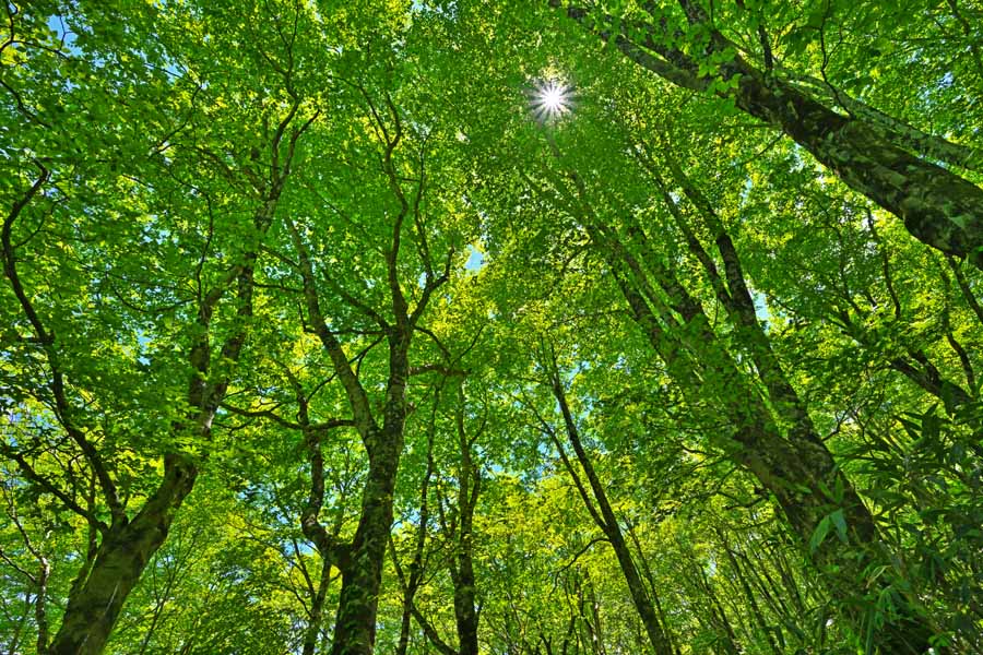 代引き不可 自然 風景 写真 インテリア 雰囲気作り 模様替え 壁飾り 壁掛け ウォールアート アートパネル 送料無料 木漏れ日 ブナッ子路01 遊歩道 土湯峠 福島 風景写真パネル 癒し 包装 91 60 6cm 楽ギフ Fuk 471 M30 Fuk 471 M30 Laser Sculpture Biz