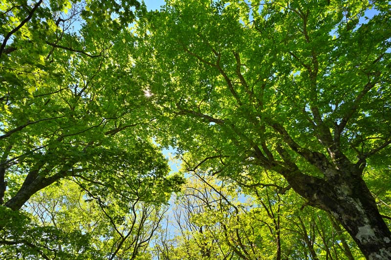 風景写真パネル 福島 土湯峠遊歩道 ブナッ子路 ブナ親父02 木漏れ日 送料無料 アートパネル ウォールアート 壁掛け 壁飾り 模様替え 雰囲気作り インテリア 写真 風景 自然 癒し Fuk 475 M25 80 3 53cm 楽ギフ 包装 Consyrsa Com