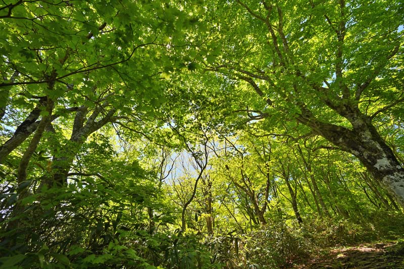 風景写真パネル 福島 土湯峠遊歩道 ブナッ子路 ブナ親父08 木漏れ日 送料無料 アートパネル ウォールアート 壁掛け 壁飾り 模様替え 雰囲気作り インテリア 写真 風景 自然 癒し Fuk 481 B2 72 8 51 5cm 楽ギフ 包装 Centralelectricals Com