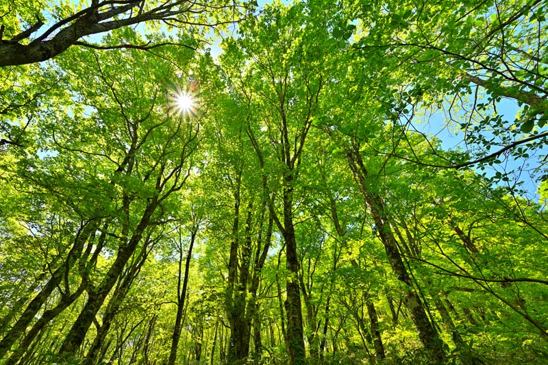 超人気高品質 インテリア 雰囲気作り 模様替え 壁飾り 壁掛け ウォールアート アートパネル 送料無料 木漏れ日 ぶなっこ路07 土湯峠遊歩道 福島 風景写真パネル 写真 包装 91 60 6cm 楽ギフ Fuk 487 M30 癒し 自然 風景 Fuk 487 M30 Www Kleannfresh Com Au