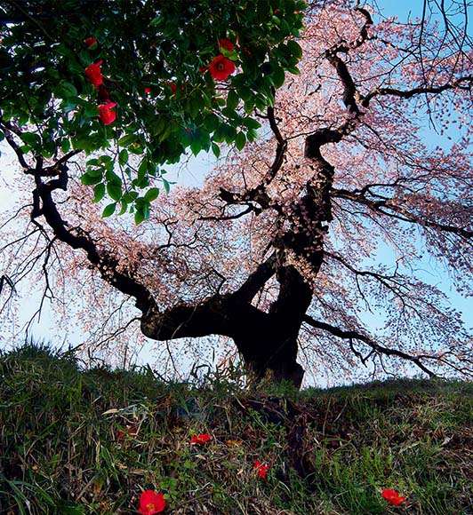 風景写真パネル 椿と桜 つばき さくら 春 景色 インテリア アートパネル 壁掛け 壁飾り リビング オフィス 居間 IYA-004-9080