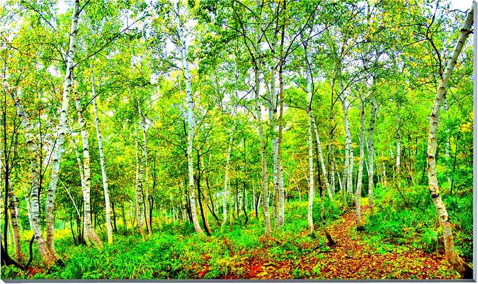 楽天市場】MARK GONZALES マークゴンザレス 鹿児島 手漉き和紙 フォト