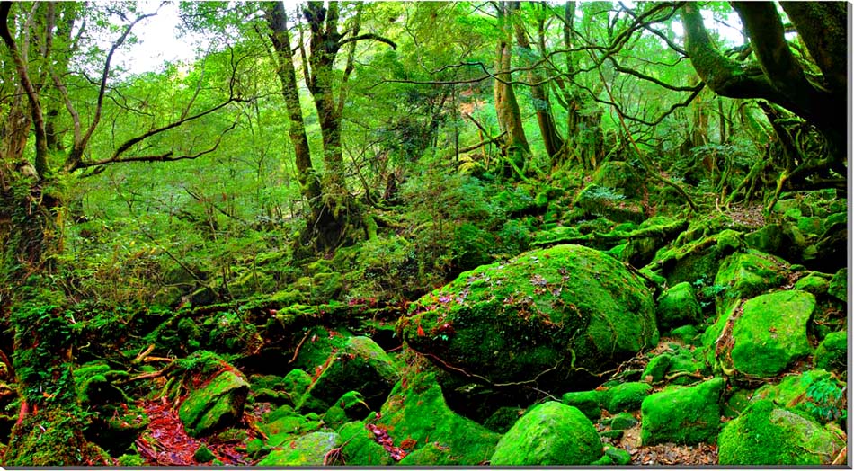 風景画「屋久杉の森」アクリル画　B3 額なし 屋久島の風景 屋久島でウサギカフェを開業したい！ - CAMPFIRE (キャンプ