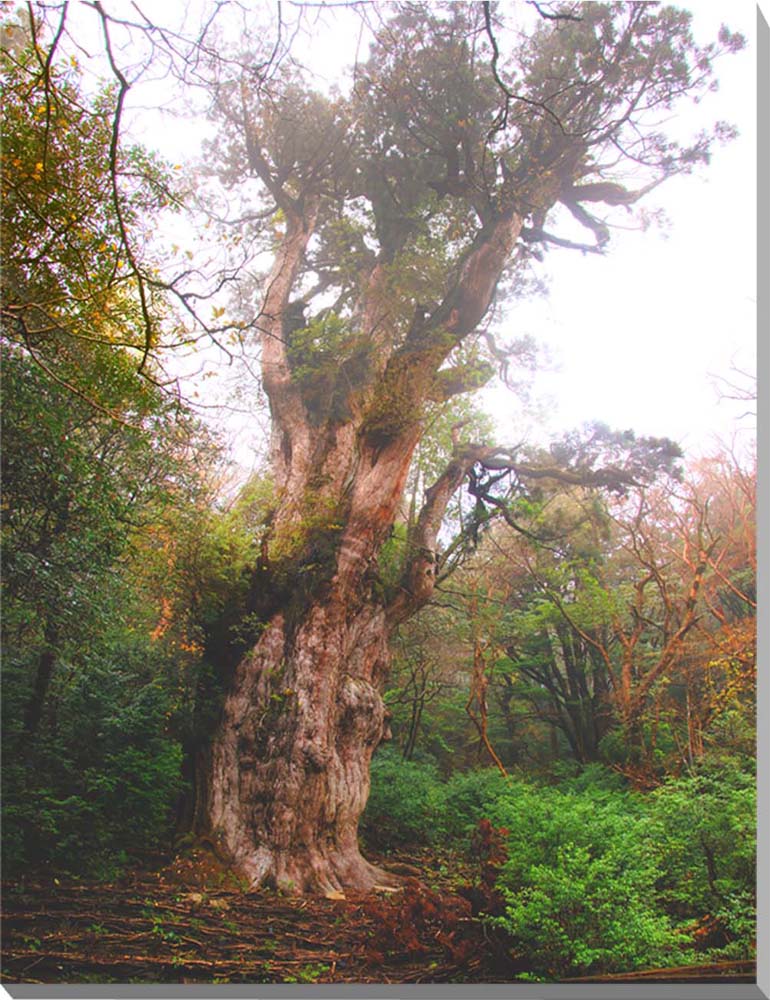 風景画「屋久杉の森」アクリル画 B3 額なし 屋久島の風景 屋久島の