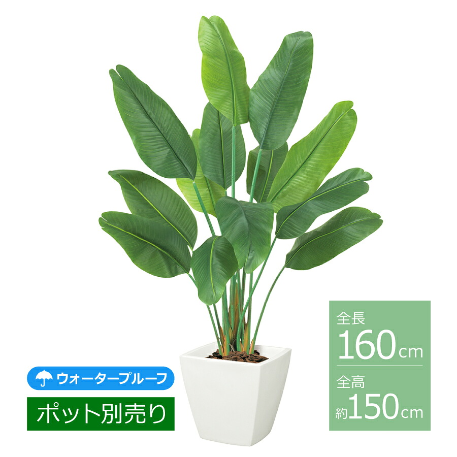 オーガスタ天然木(ビニール上塗り)/約150糎 BT-2037／人工観葉草木 フェイクグリーン 室外 耐水 室内装飾 今めかしい 如何様物