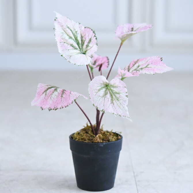ひでぼの Begonia nahangensis ベゴニア　中サイズ4 ひでぼの様専用 Begonia nahangensis ベゴニア 中サイズ4