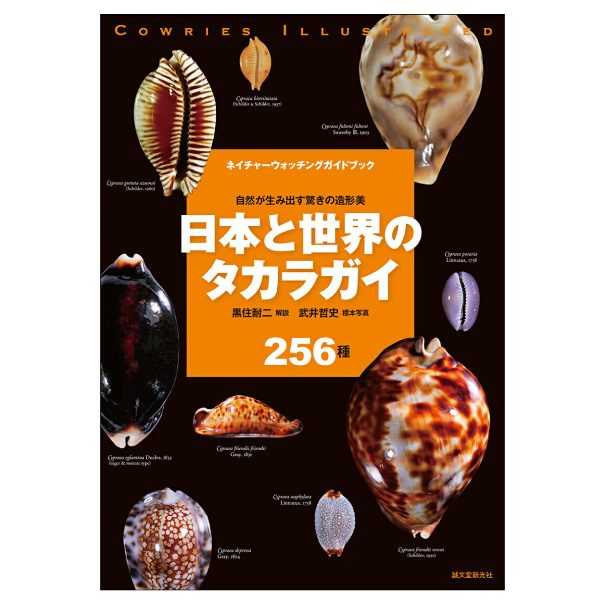 楽天市場】【中古】 タカラガイ・ブック 日本のタカラガイ図鑑