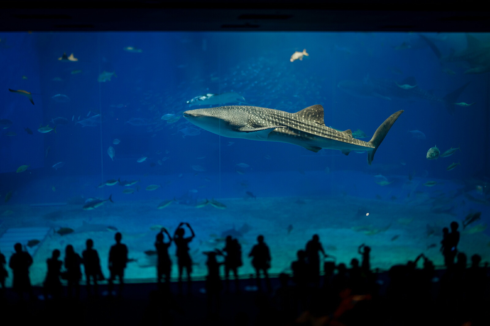 日本製 作物パネル 平板 Artmart アートマート キネマ アルミフレームワーク 格好良い 善い コーディネート 壁紙 骨骼 ウォールステッカー 映し絵 小物 ルーム 事業所 宿舎 客舎 病院 広座敷のイメージアップ モノトーン 華 遠洋 モノクロ 北欧 毛の荒物 フィッシュ