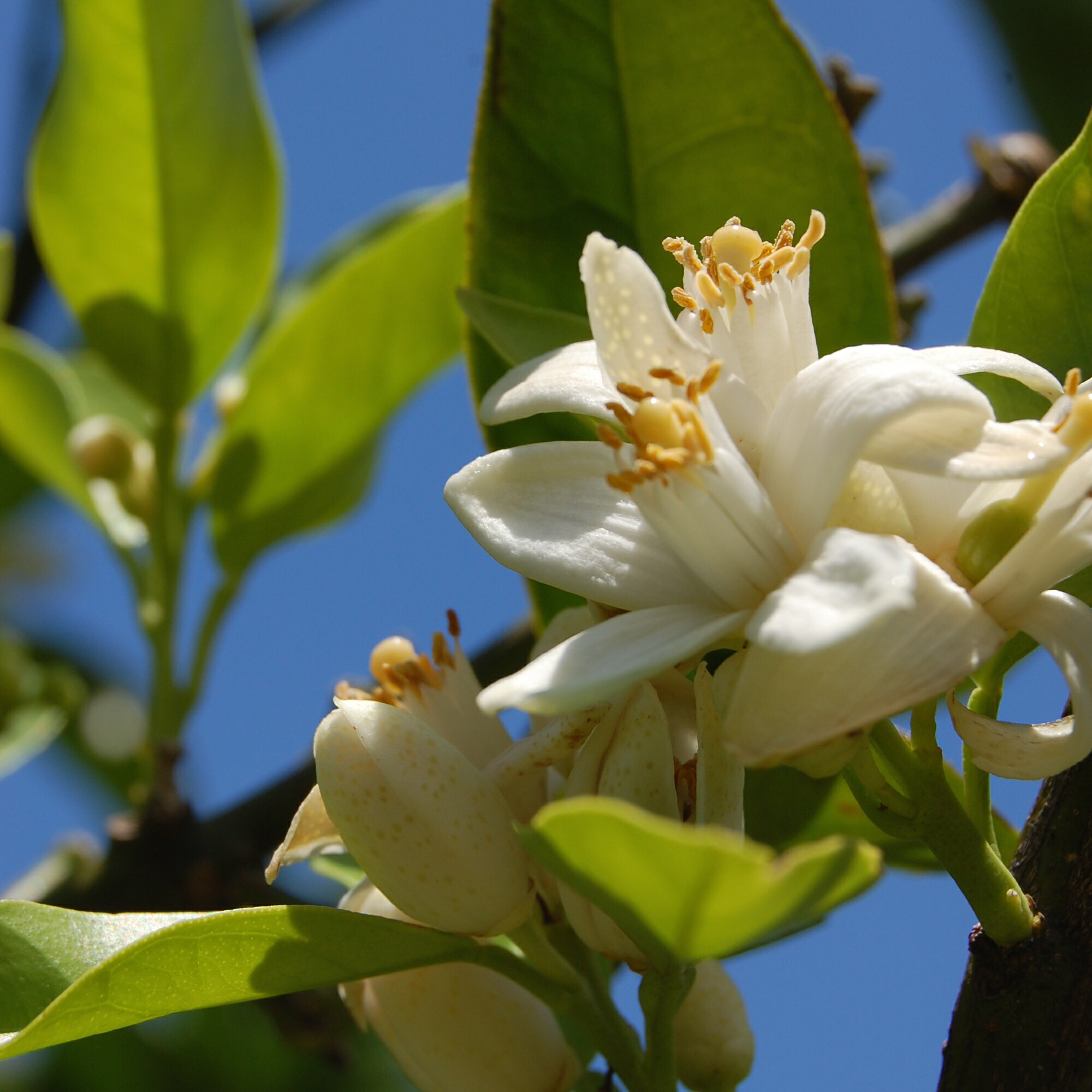 10恒星日全品p10倍増 クーポン券散散中 Artq Organics オーガニック ネロリ Neroli 5ml 臭いティーク オーガニクス アロマ エッセンシャルオイル オーガニック公許克ち取る Citrus Aurantium Var Amara 心の平和を付加香気神経性癖の取々な病態に合法性 Damienrice Com