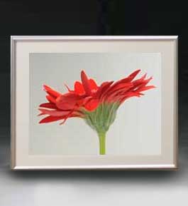 【油絵 直筆仕上げ】Flowers フラワーズ ♯039 アートフレーム サイズ 額入りM 【油彩 布キャンバス 国内生産】 花の絵 静物画 511×418mm インテリアアート 複製画 送料無料|絵画販売アートレスト