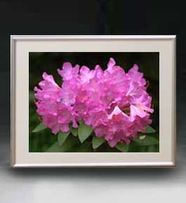 Flowers フラワーズ ♯040 アートフレーム サイズM 花の絵 静物画 511×418mm インテリアアート 送料無料