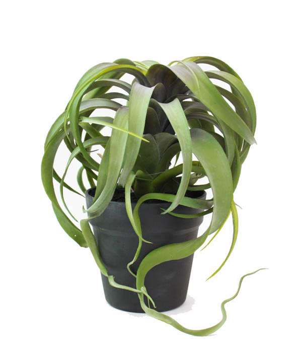 【マラソン限定クーポン】観葉植物 フェイクグリーン「キセログラフィカ ポット」インテリア 造花 ガーデン 雑貨 DIY