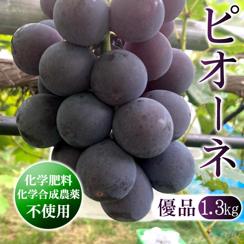 訳あり　種無しピオーネ　種無しブドウ　葡萄　ぶどう　ピオーネ 楽天市場】ピオーネ 御所の種無しぶどう 訳ありB級 ピオーネ 3房
